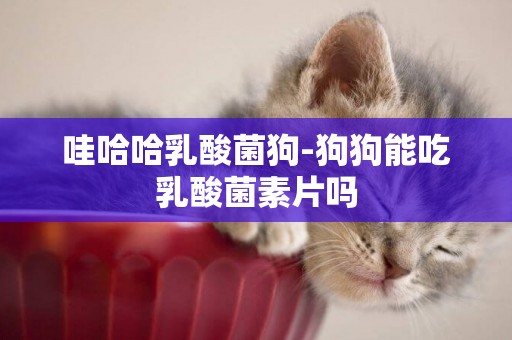 哇哈哈乳酸菌狗-狗狗能吃乳酸菌素片嗎