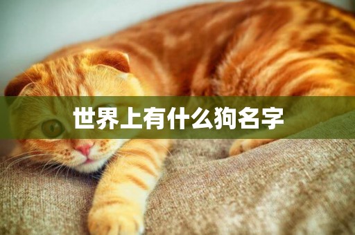 世界上有什么狗名字