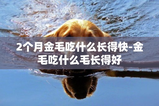2個月金毛吃什么長得快-金毛吃什么毛長得好