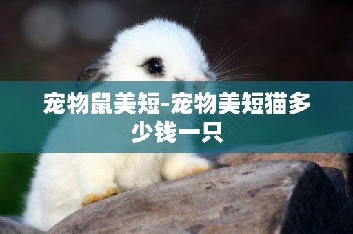 寵物鼠美短-寵物美短貓多少錢一只