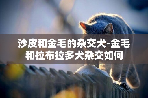 沙皮和金毛的雜交犬-金毛和拉布拉多犬雜交如何