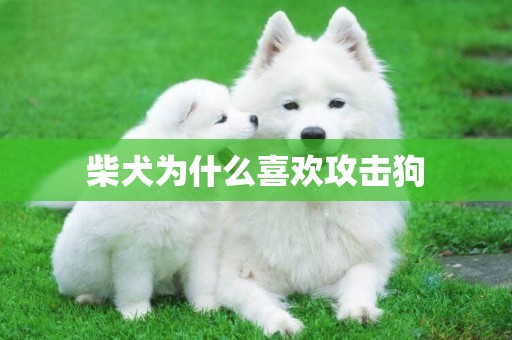 柴犬為什么喜歡攻擊狗