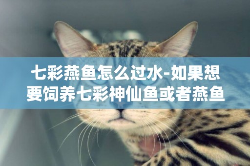 七彩燕魚怎么過水-如果想要飼養七彩神仙魚或者燕魚