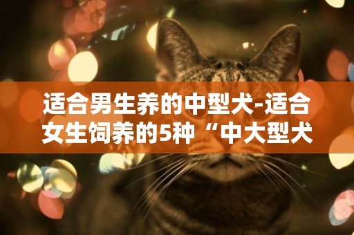 適合男生養的中型犬-適合女生飼養的5種“中大型犬”