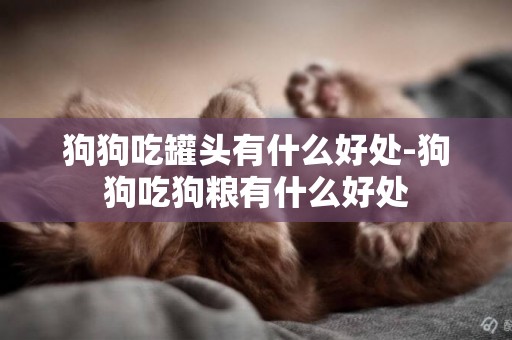 狗狗吃罐頭有什么好處-狗狗吃狗糧有什么好處