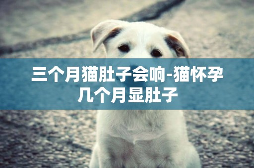 三個月貓肚子會響-貓懷孕幾個月顯肚子