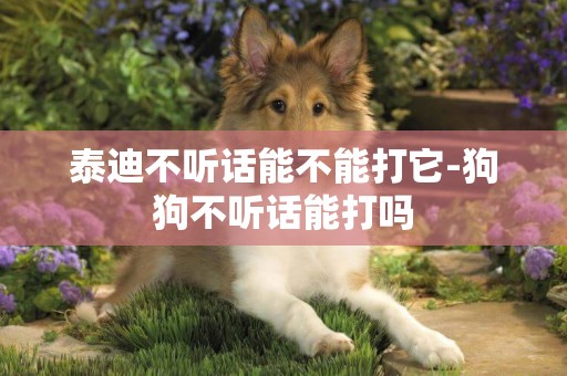 泰迪不聽話能不能打它-狗狗不聽話能打嗎