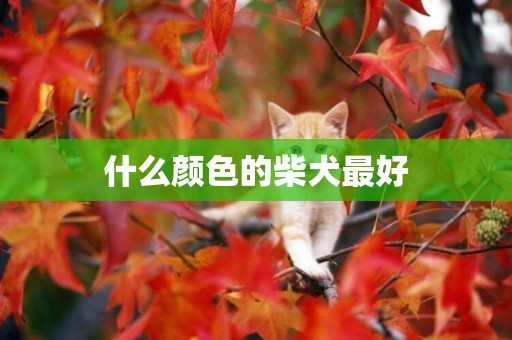 什么顏色的柴犬最好