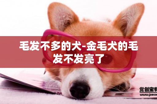 毛發不多的犬-金毛犬的毛發不發亮了