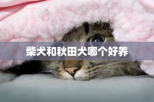 柴犬和秋田犬哪個好養