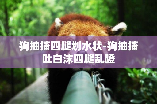狗抽搐四腿劃水狀-狗抽搐吐白沫四腿亂蹬