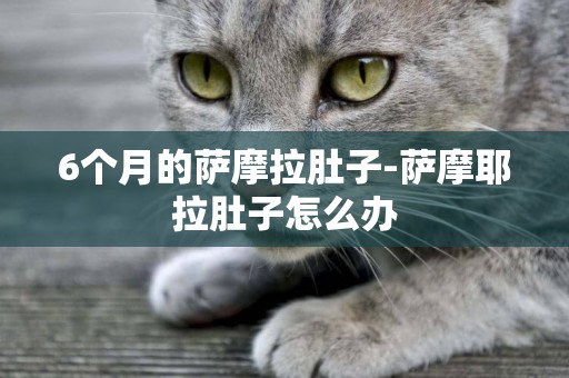 6個月的薩摩拉肚子-薩摩耶拉肚子怎么辦