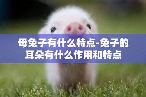 母兔子有什么特點-兔子的耳朵有什么作用和特點