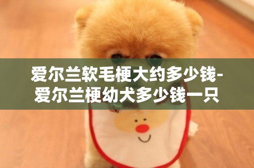愛爾蘭軟毛梗大約多少錢-愛爾蘭梗幼犬多少錢一只