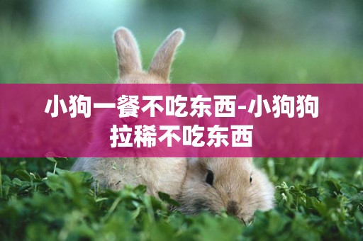 小狗一餐不吃東西-小狗狗拉稀不吃東西