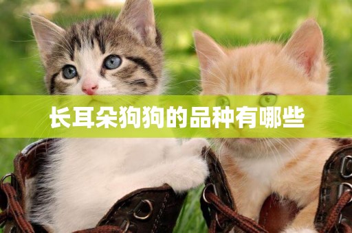 長耳朵狗狗的品種有哪些