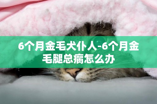 6個月金毛犬仆人-6個月金毛腿總瘸怎么辦