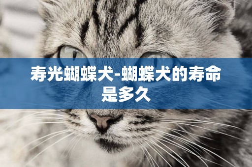 壽光蝴蝶犬-蝴蝶犬的壽命是多久