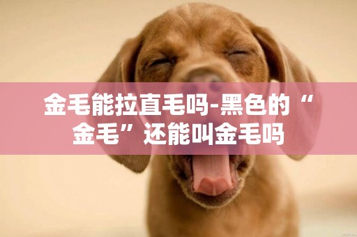 金毛能拉直毛嗎-黑色的“金毛”還能叫金毛嗎