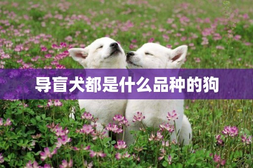 導盲犬都是什么品種的狗