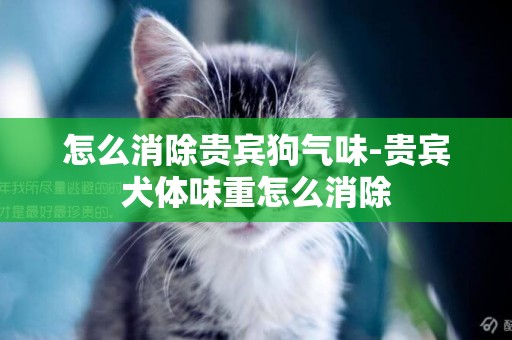 怎么消除貴賓狗氣味-貴賓犬體味重怎么消除