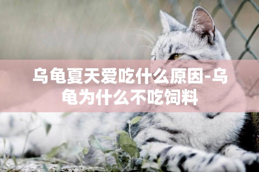 烏龜夏天愛吃什么原因-烏龜為什么不吃飼料