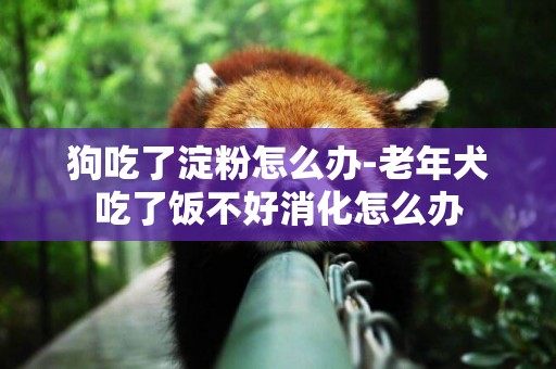 狗吃了淀粉怎么辦-老年犬吃了飯不好消化怎么辦