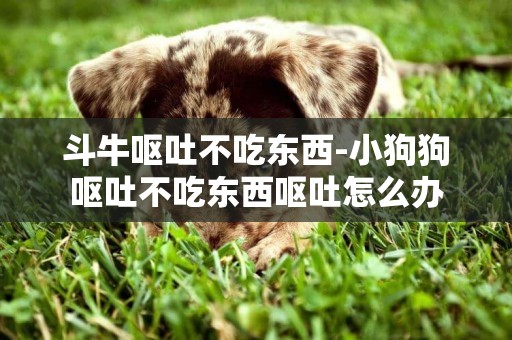 斗牛嘔吐不吃東西-小狗狗嘔吐不吃東西嘔吐怎么辦