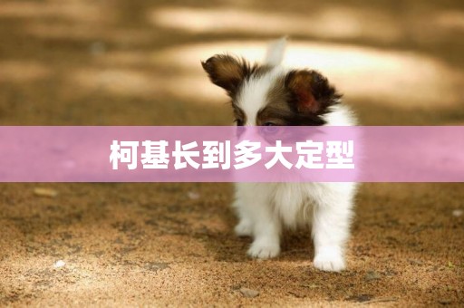 柯基長到多大定型