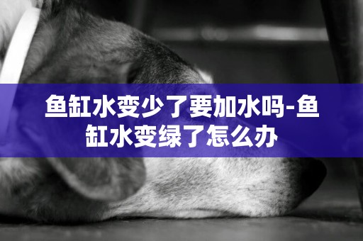 魚缸水變少了要加水嗎-魚缸水變綠了怎么辦