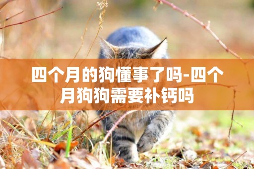 四個月的狗懂事了嗎-四個月狗狗需要補鈣嗎
