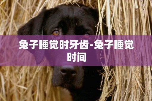 兔子睡覺時牙齒-兔子睡覺時間