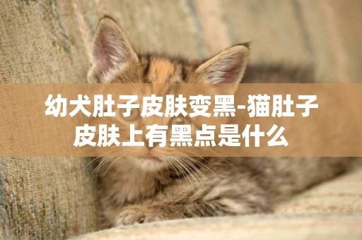 幼犬肚子皮膚變黑-貓肚子皮膚上有黑點是什么