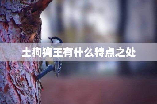 土狗狗王有什么特點之處