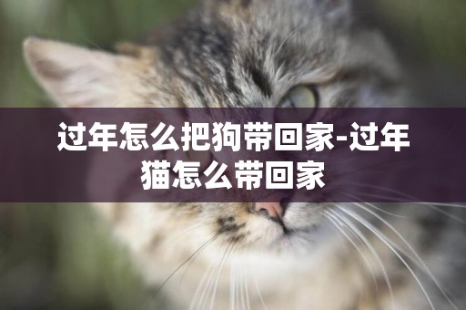 過年怎么把狗帶回家-過年貓怎么帶回家