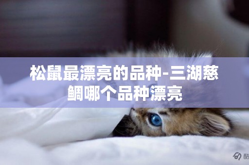 松鼠最漂亮的品種-三湖慈鯛哪個品種漂亮