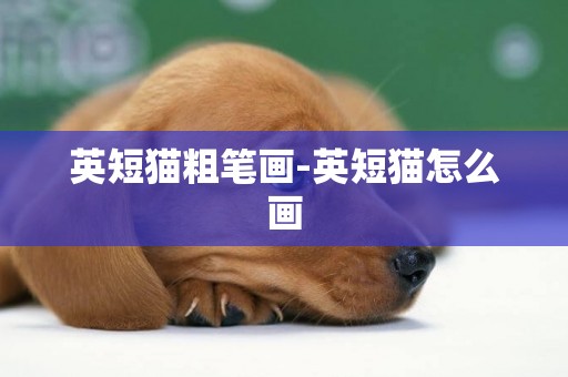 英短貓粗筆畫-英短貓怎么畫