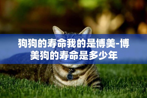 狗狗的壽命我的是博美-博美狗的壽命是多少年
