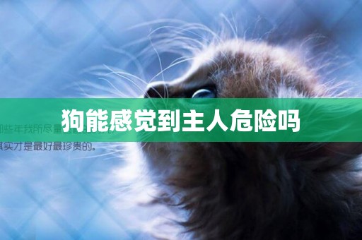 狗能感覺到主人危險嗎
