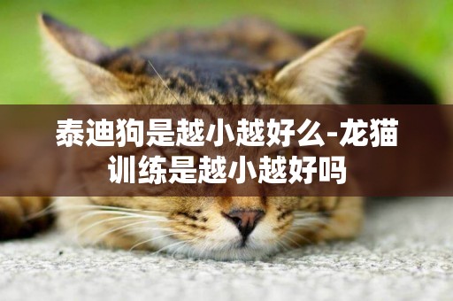 泰迪狗是越小越好么-龍貓訓練是越小越好嗎