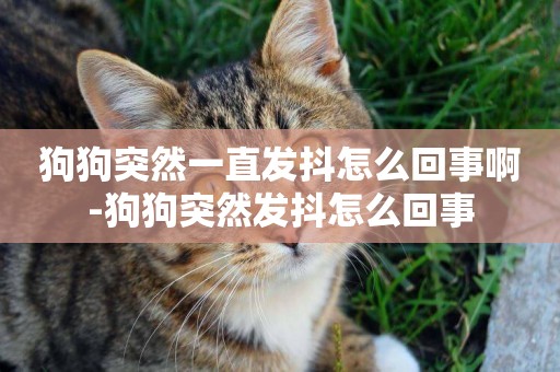 狗狗突然一直發抖怎么回事啊-狗狗突然發抖怎么回事