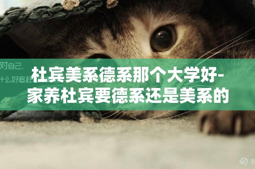 杜賓美系德系那個大學好-家養杜賓要德系還是美系的好