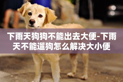 下雨天狗狗不能出去大便-下雨天不能遛狗怎么解決大小便