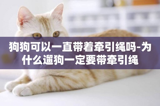 狗狗可以一直帶著牽引繩嗎-為什么遛狗一定要帶牽引繩