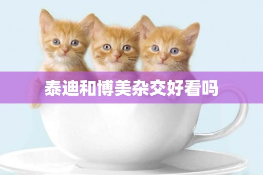 泰迪和博美雜交好看嗎