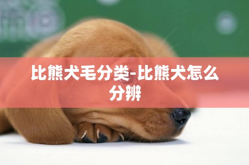 比熊犬毛分類-比熊犬怎么分辨
