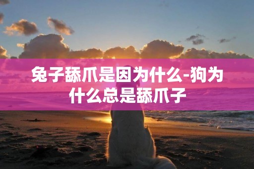 兔子舔爪是因為什么-狗為什么總是舔爪子