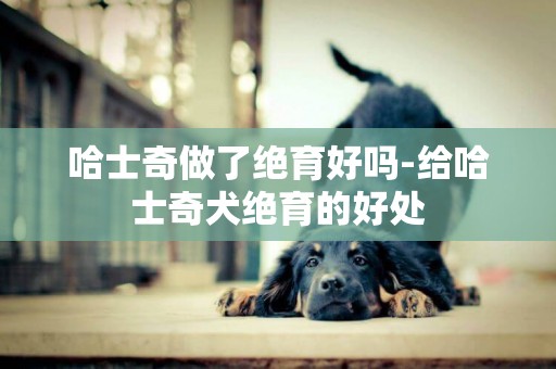 哈士奇做了絕育好嗎-給哈士奇犬絕育的好處