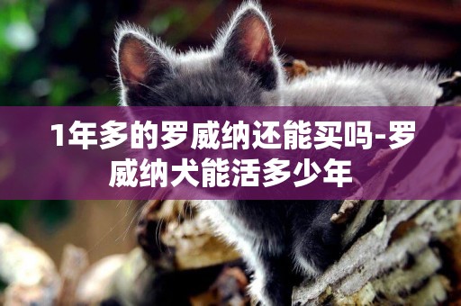 1年多的羅威納還能買嗎-羅威納犬能活多少年