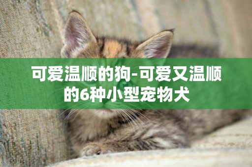 可愛溫順的狗-可愛又溫順的6種小型寵物犬